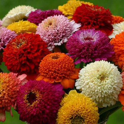 Petal Parade Zinnia Seed Packet Set