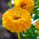 Zinnia elegans 'Golden State'