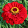 Zinnia elegans 'Meteor'