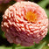 Zinnia elegans 'Oklahoma Salmon'