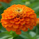 Zinnia elegans 'Oriole'