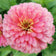 Zinnia elegans 'Super Yoga Rose'