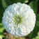 Zinnia elegans Dahlia Flowered White