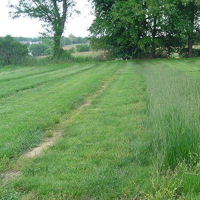 Hard Fescue Grass Seeds