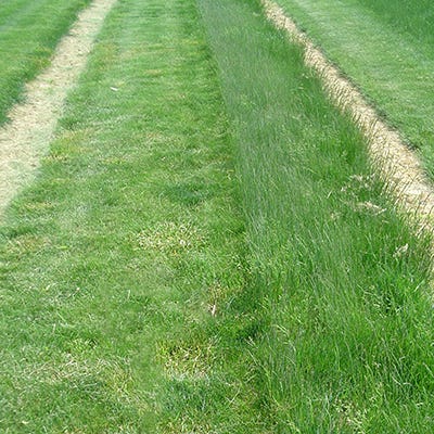 low work and water dwarf fescue grass seed 50 lb Hard Fescue Grass Seeds by American Meadows