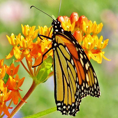 Monarch Butterfly Perennial Wildflower Seed Packet Collection