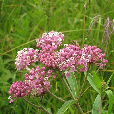 Monarch Butterfly Perennial Wildflower Seed Packet Collection