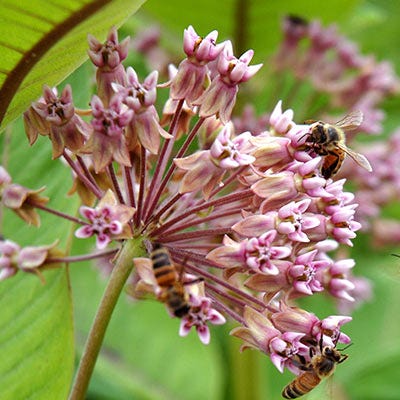 Monarch Butterfly Perennial Wildflower Seed Packet Collection