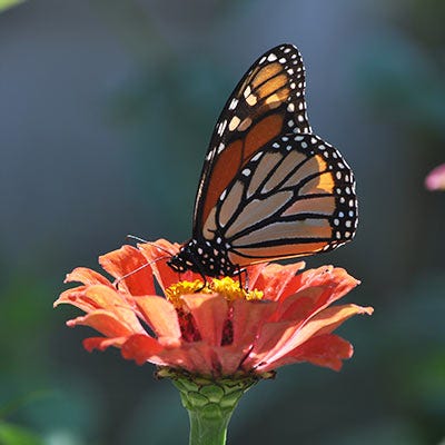 Monarch Butterfly Annual Wildflower Seed Packet Collection