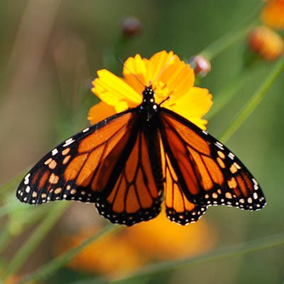 Monarch Butterfly Annual Wildflower Seed Packet Collection