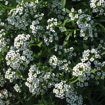 Monarch Butterfly Annual Wildflower Seed Packet Collection