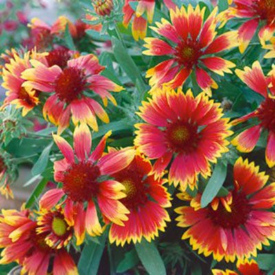 Monarch Butterfly Annual Wildflower Seed Packet Collection