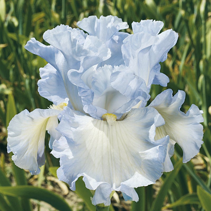Absolute Treasure Bearded Iris