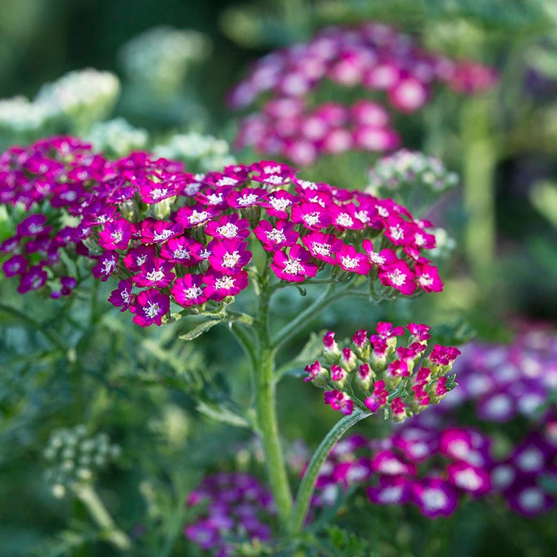 Lavender Retreat Plant Collection