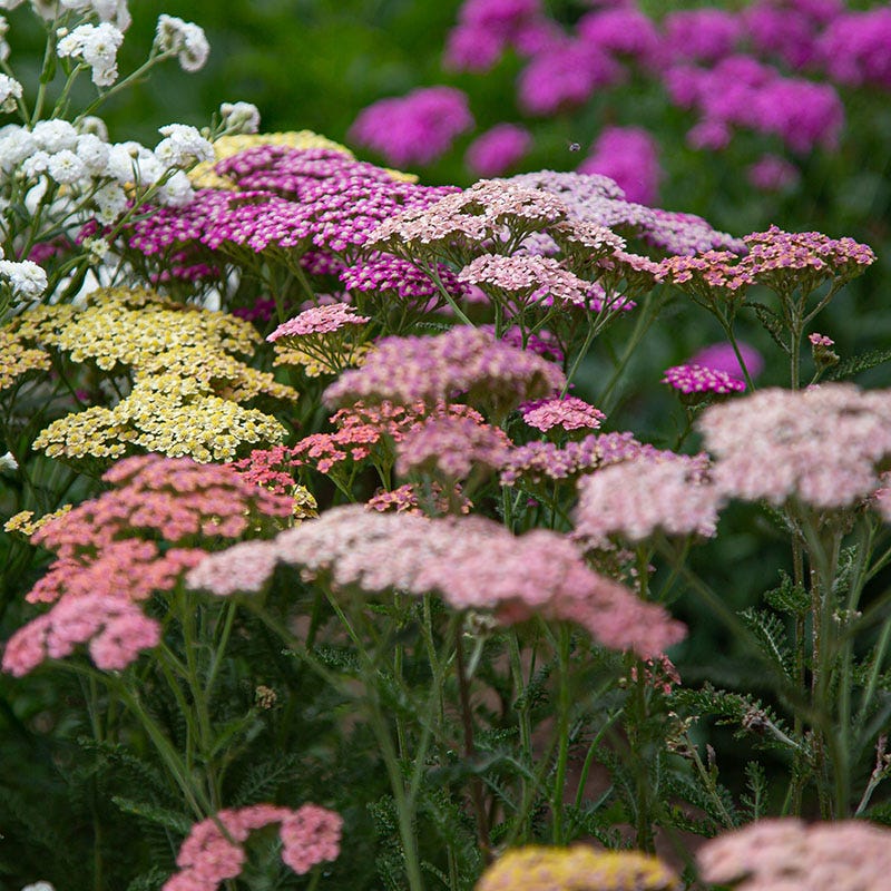 Summer Berries Yarrow