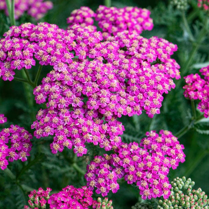 New Vintage Rose Yarrow, Achillea | American Meadows