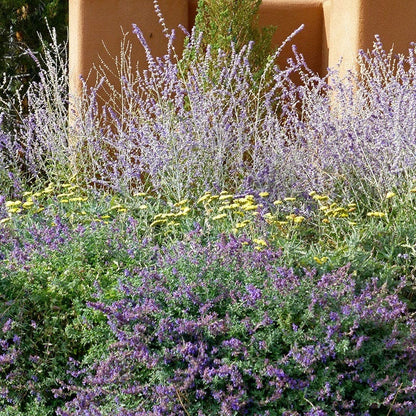 Dreamy Meadow Pre-Planned Garden