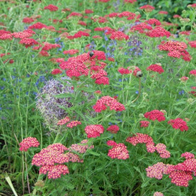 Easy Care Pre-Planned Garden