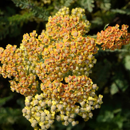 New Vintage™ Terracotta Yarrow