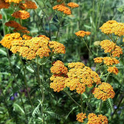 New Vintage™ Terracotta Yarrow