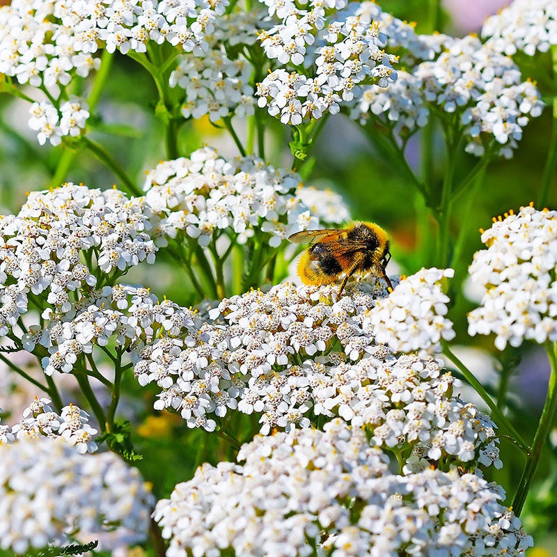 White Yarrow Seeds