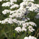 White Yarrow Seeds|White Yarrow Seeds, Achillea millefolium