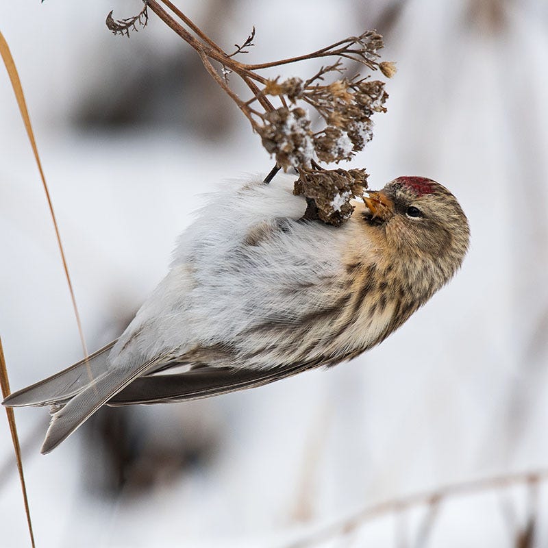 New Vintage™ Red Yarrow