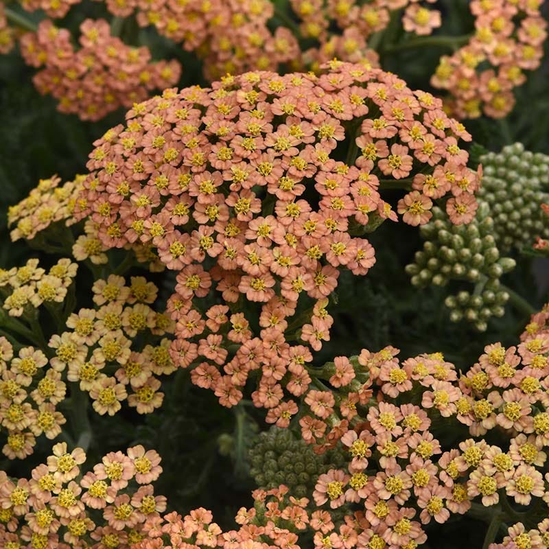 New Vintage™ Terracotta Yarrow
