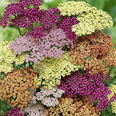 Summer Berries Yarrow