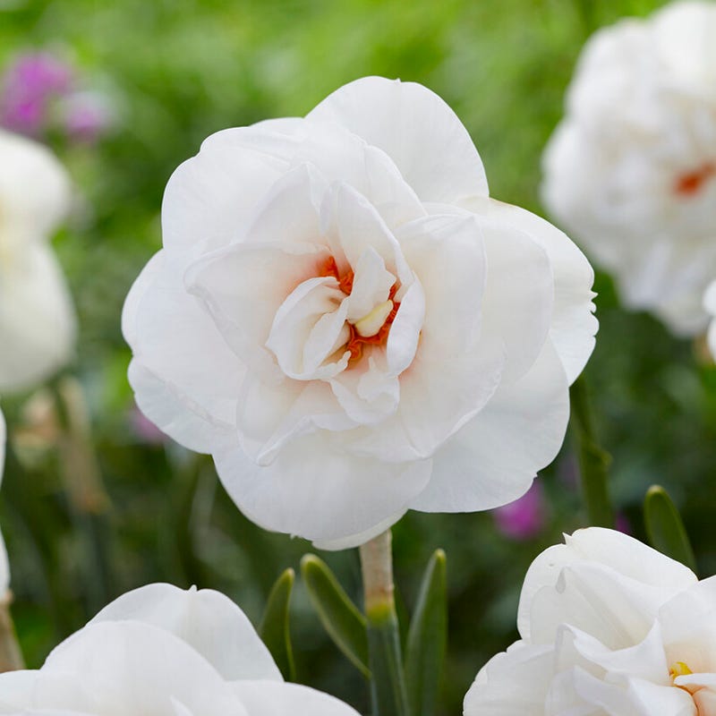 Acropolis Double Daffodil - Thumbnail 2