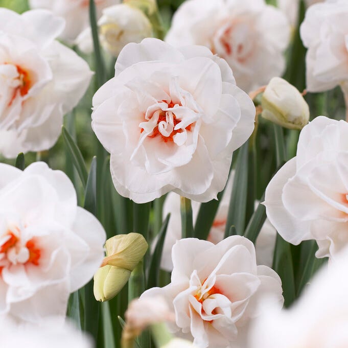 Acropolis Double Daffodil