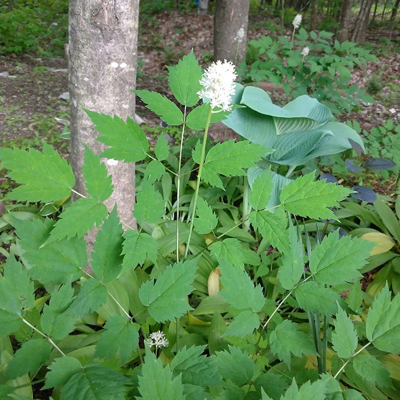 Doll's Eyes, Actaea pachypoda