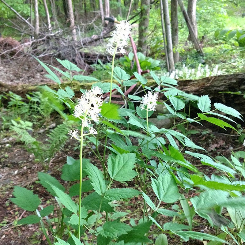 Doll's Eyes, Actaea pachypoda