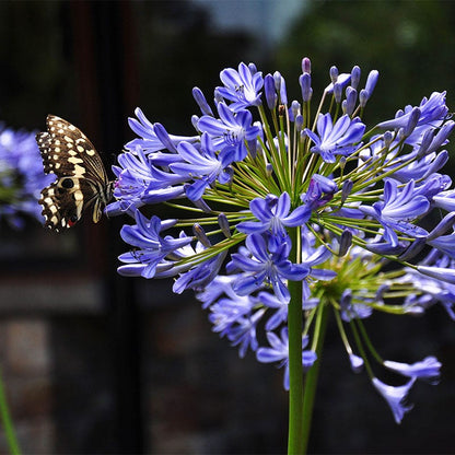 lily of the nile flower African Lily, Agapanthus
