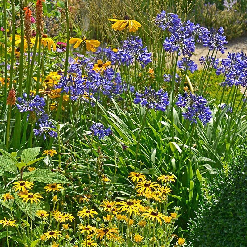 african lily flower African Lily