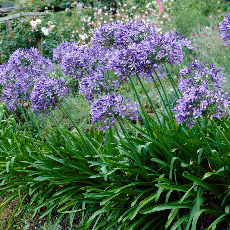 lily nile flower African Lily