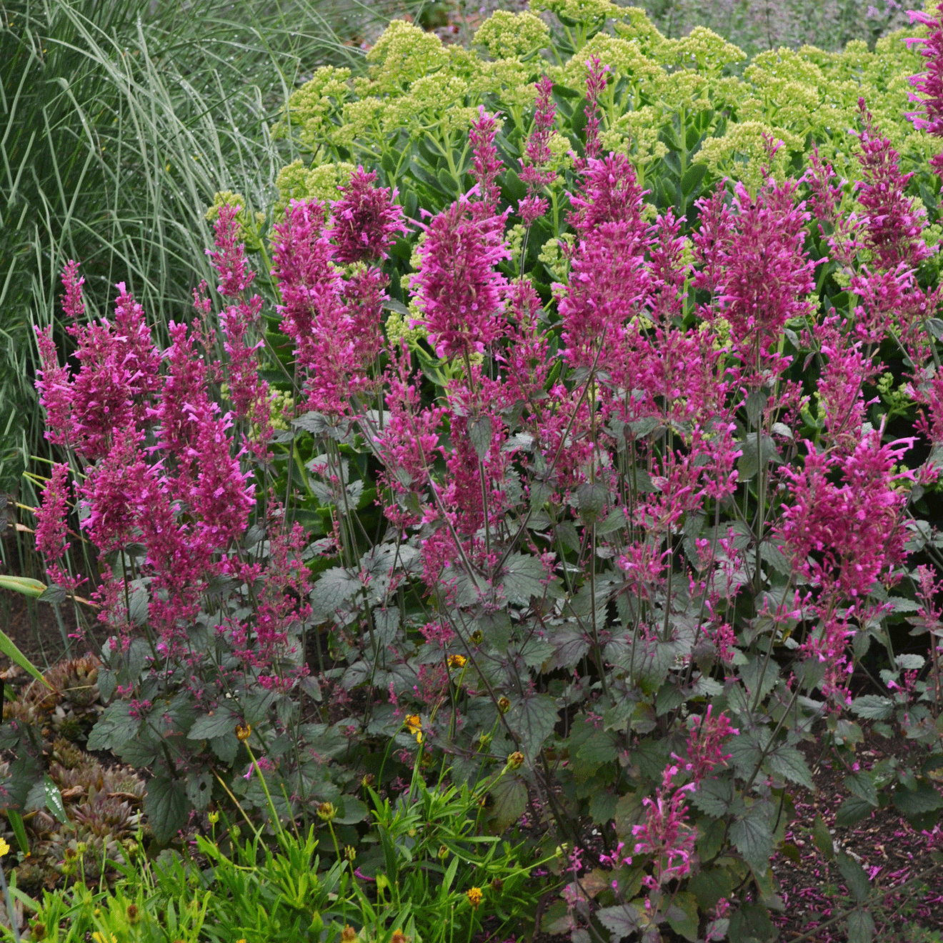 Bolero Hyssop