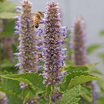 Feed The Bees Seed Packet Collection