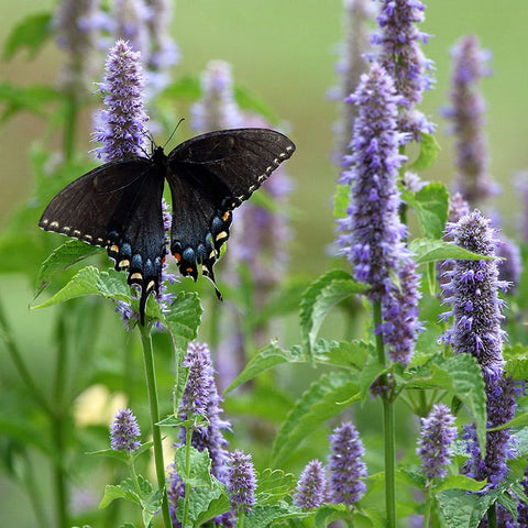 Anise Hyssop | Purple | Plant