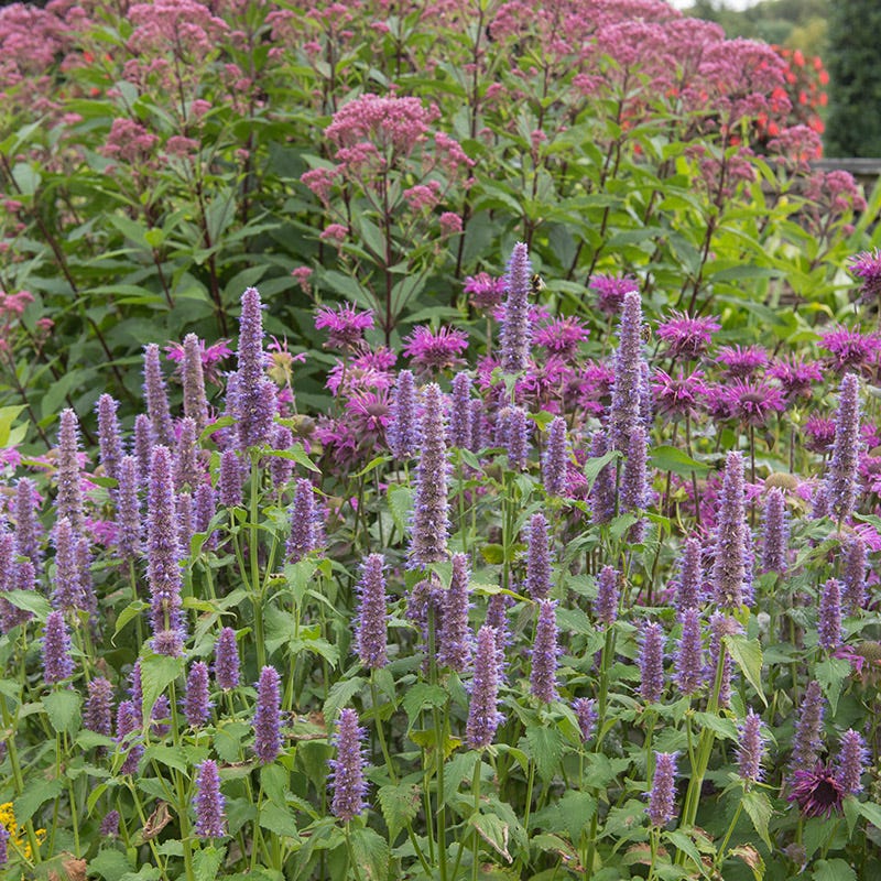 Anise Hyssop