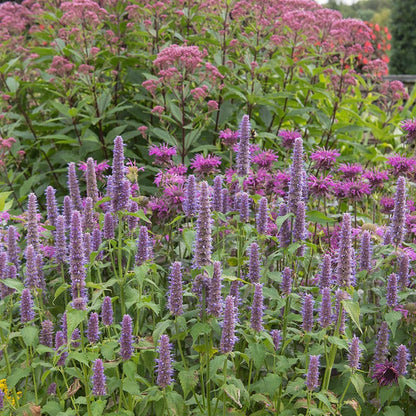 Anise Hyssop