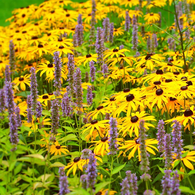 Lavender Hyssop Seeds