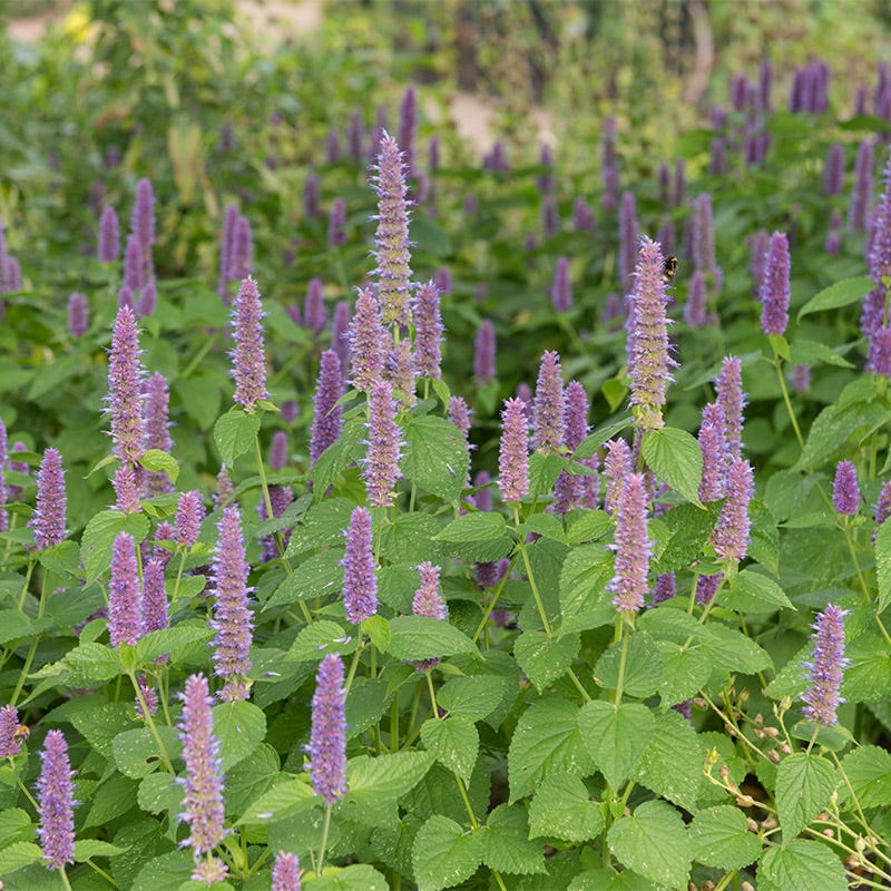 lavender hyssop plant Lavender Hyssop Seeds | Purple