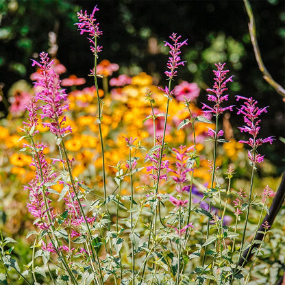 Heat Wave Hyssop