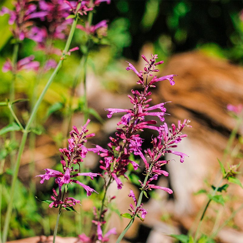 Heat Wave Hyssop