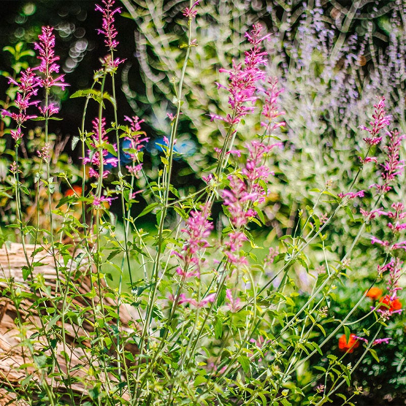 Heat Wave Hyssop