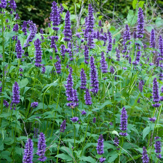 Little Adder Hyssop