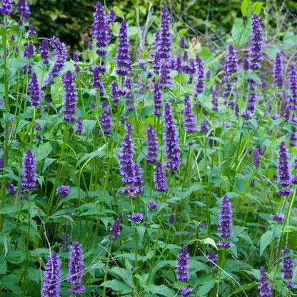 Little Adder Hyssop