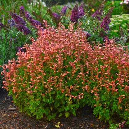 Mango Tango Hyssop