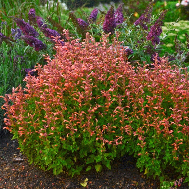 Mini Hummingbird Hangout Plant Collection